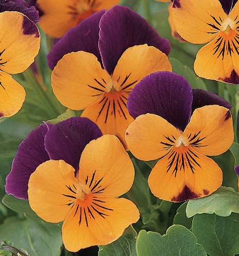 Winter flowering viola - flowering,