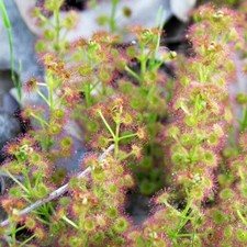 Sundew Drosera Stolonifera
