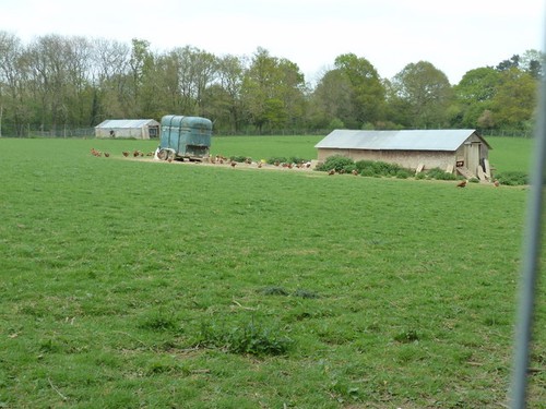 Photo horse box chicken - or,