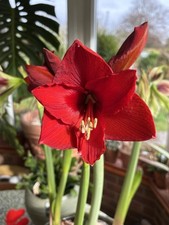 Hippeastrum /Amaryllis