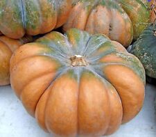 SQUASH MUSCADE DE PROVENCE  30 FINEST SEEDS