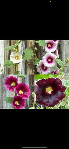 Beautiful mixed hollyhock - mixed,