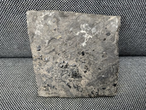 Rare fossil fish scale - fish,