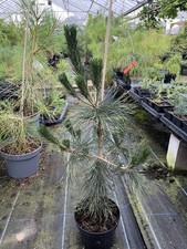 Japanese Black Pine Tree / Pinus thunbergii | 60/80cm Tall | 2L Pot