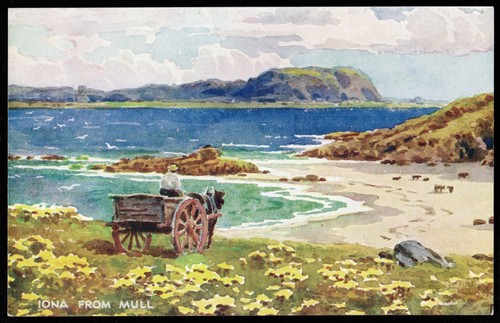 Iona from mull horse - iona,