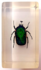 Emerald Beetle Real Insect Bug