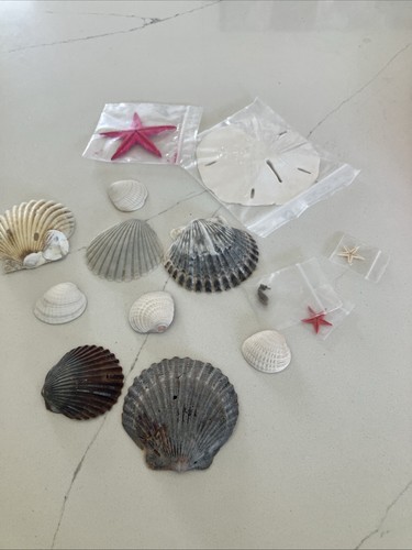 Assorted sea shells dried - assorted, shells,