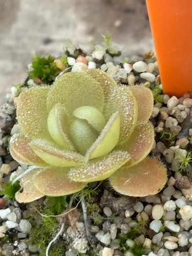 Pinguicula caudata - pinguicula,