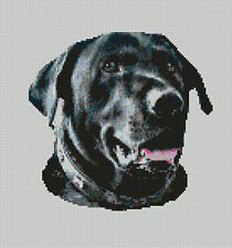 Black Labrador Dog Head