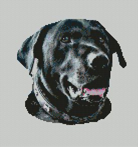 Black labrador dog - black,