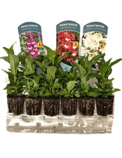 Perennial garden ready - garden,