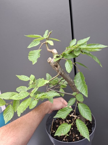 Part trained hornbeam bonsai - part,