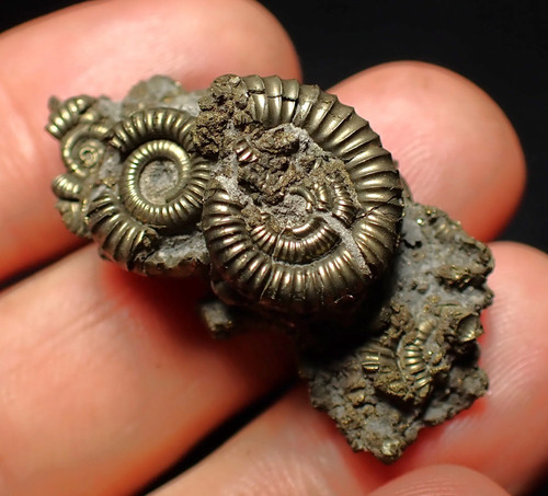 Full pyrite multi-ammonite