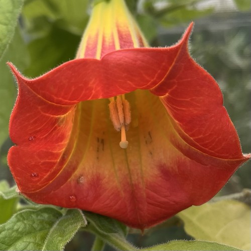 Brugmansia sanguinea red - -,