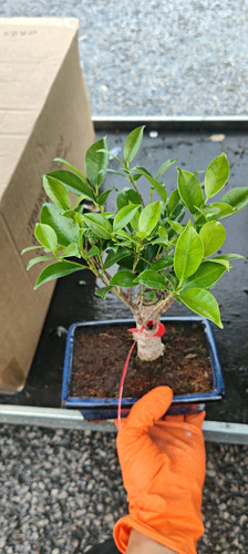 Banyan fig - (ficus, retusa)