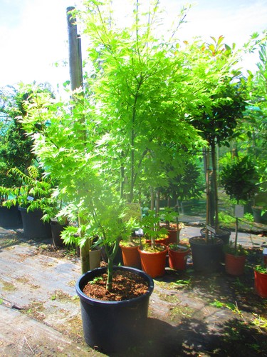 Large 5ft inc - large, 5.5ft