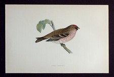 MEALY REDPOLL, original