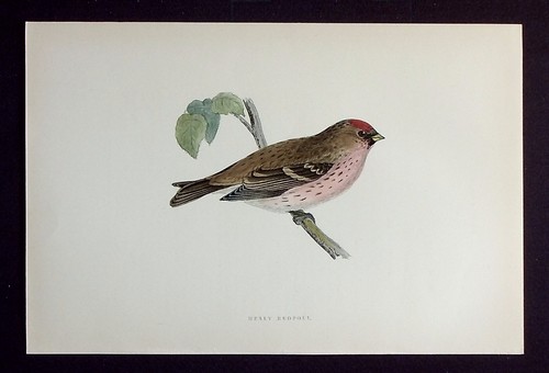 Mealy redpoll original - mealy, redpoll,