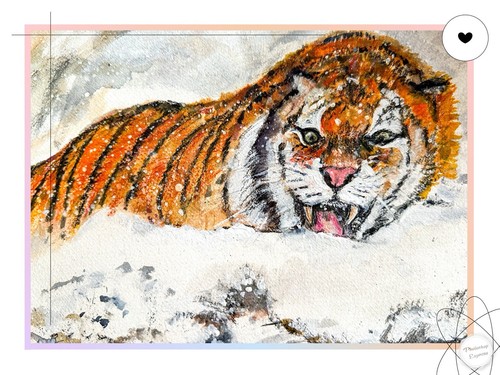 Siberian tiger the - tiger,