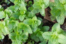 Mint Plants Various Varieties