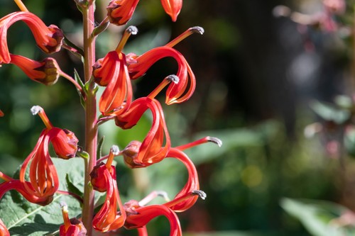 Lobelia tupa seeds 100 - tupa, –