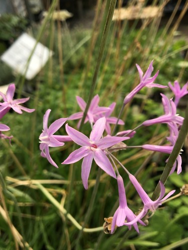 Tulbaghia violacea society - tulbaghia,