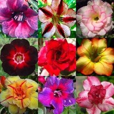 Adenium obesum Mixed Colours