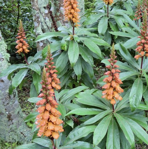 Isoplexis canariensis canary - isoplexis,