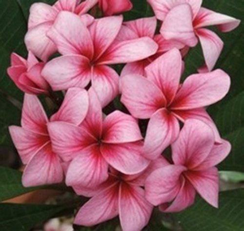 Fresh seeds frangipani - seeds,