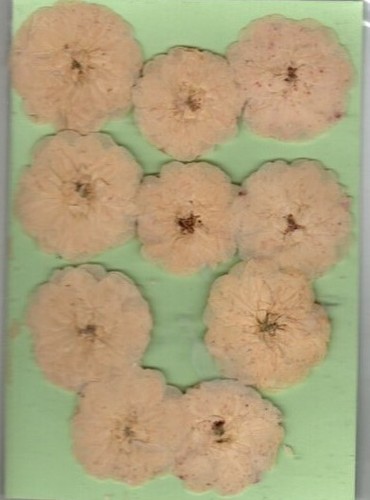 Real pressed flowers cream - pressed,