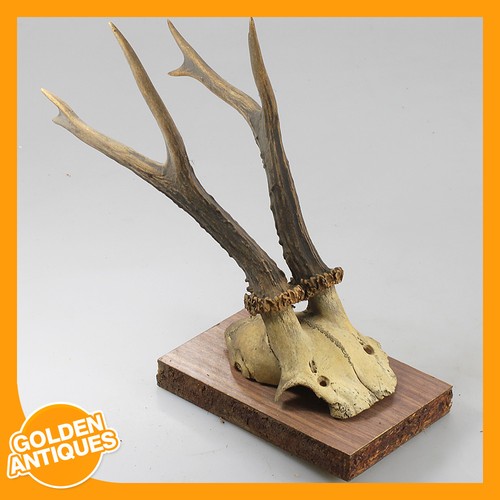 Roe deer antlers horns - roe,