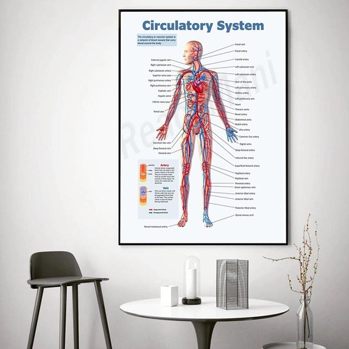 Human blood vessel anatomy - blood,