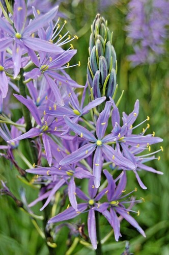 Camassia esculenta - 20, x