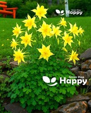 Golden Columbine Flower Yellow Hybrid - 200 Seeds - Aquilegia chrysantha - Rare