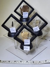 T-Rex Ultimate Fossil Collection Acrylic Tiered Display Triceratops Skull R1016