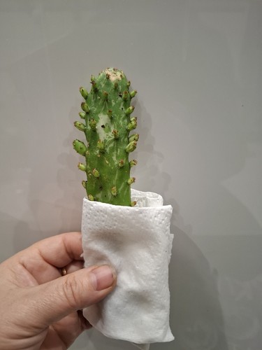 Variegated opuntia plant - variegated,