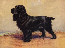COCKER SPANIEL CHARMING DOG GREETINGS NOTE CARD BEAUTIFUL BLACK STANDING DOG