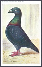 The show homer - homer, pigeon