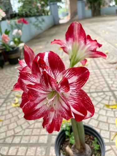Pretty imported double - pretty,
