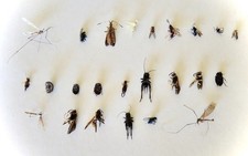 Lot of 24 Real Bugs Insects