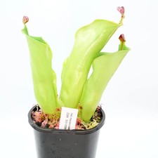 Heliamphora macdonaldae AW 01