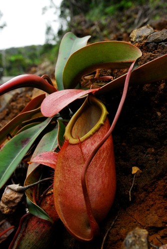 Nepenthes merrilliana - nepenthes,