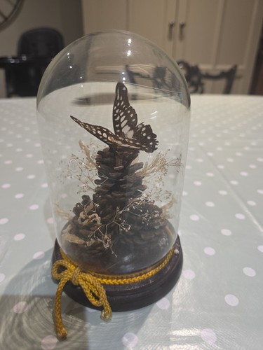 Taxidermy butterfly glass dome - butterfly,