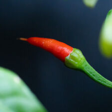 Miniature chilli plant seeds -