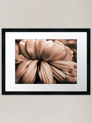 Chrysanthemum blush framed art - chrysanthemum,