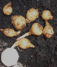 6 SMALL JERUSALEM ARTICHOKE