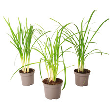 Society Garlic - 3 pcs. -