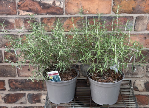 Large rosemary officinalis - large,
