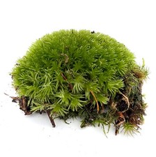Live Cushion Moss (Bun Moss)