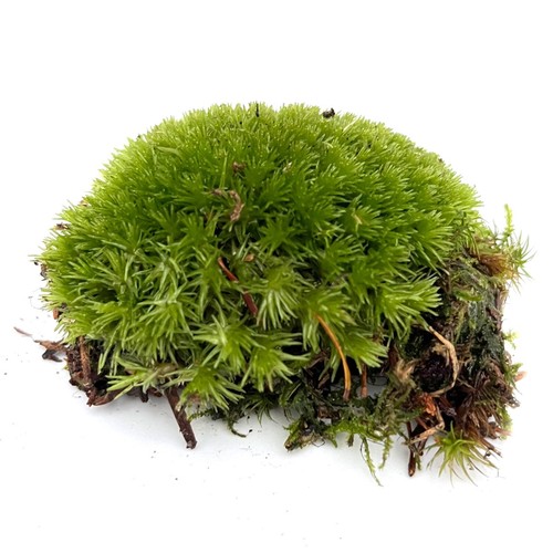 Live cushion moss - (bun, moss)